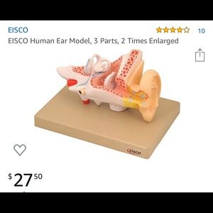 A&P Human Ear 👂🏼